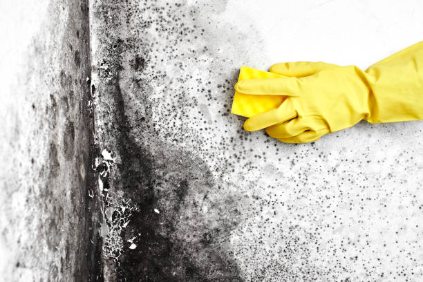 Best Mold Cleaning Services  in Mystic Island, NJ