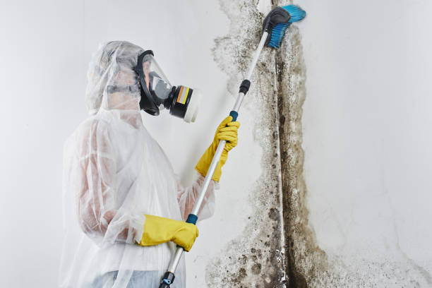 Best Black Mold Removal  in Mystic Island, NJ