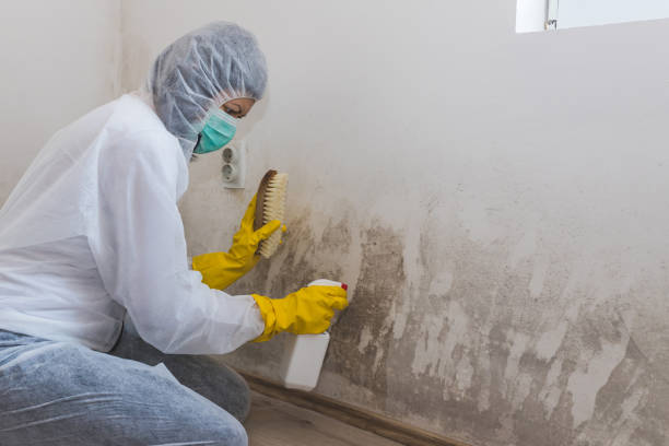 Best Mold Damage Repair  in Mystic Island, NJ