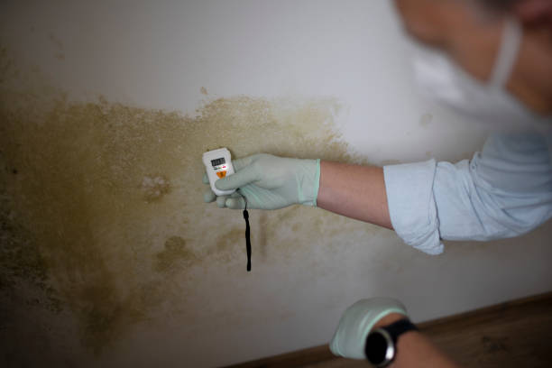 Best Same-Day Mold Removal  in Mystic Island, NJ