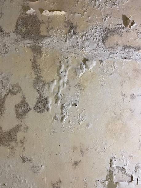 Best Toxic Mold Removal  in Mystic Island, NJ