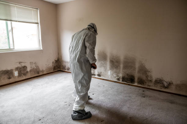 Best Certified Mold Removal  in Mystic Island, NJ