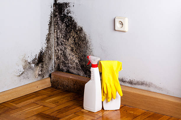 Best Commercial Mold Removal  in Mystic Island, NJ