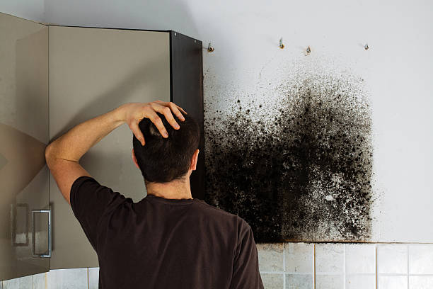 Best Mold Removal Company Near Me  in Mystic Island, NJ