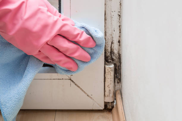 Best Same-Day Mold Removal  in Mystic Island, NJ