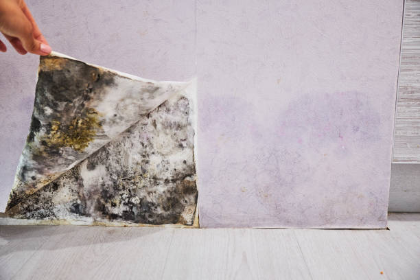 Best Black Mold Removal  in Mystic Island, NJ